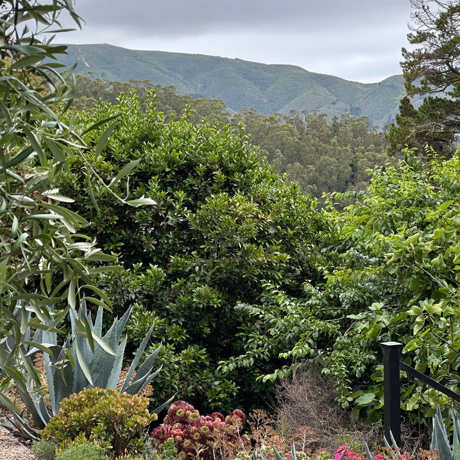 The Winged Path Women's Retreat to Pacifica